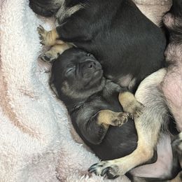 Boy 2 details coming soon - Black and tan male Chihuahua puppy in Anoka, Minnesota from Anoka County MN AKC Chihuahuas