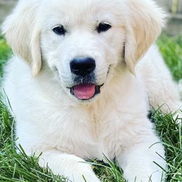 Golden Retrievers from Brooklin Canine