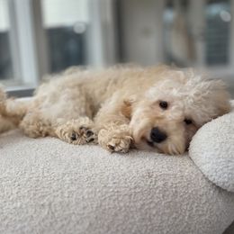 Girl 4 - Yellow and white female Bernedoodle puppy in North Royalton, Ohio from Johnson's Doodles