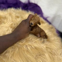 Liberty - Red  female Poodle puppy in Texas from Zoway's Poodles