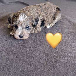 Yellow Heart Schnoodle - male Schnoodle puppy in El Campo, Texas from Pretty Paws - Tx