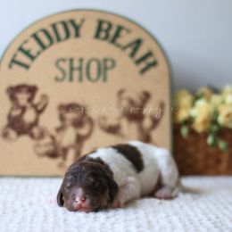 Honey - Brown and white female Aussiedoodle puppy in Provo, Utah from Sage & Paws Puppy co.