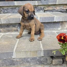 Bella - Rd whtn blk nose female Rhodesian Ridgeback puppy in Gaffney, South Carolina from Circle D Farms