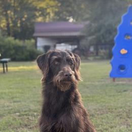 Dachshund, Labradoodle, and Labrador Retriever All Grown Up from Muddy Bay Kennels