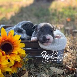 1st pick - Slate female Border Collie puppy in Nashville, Arkansas from Whisenhunt Farms