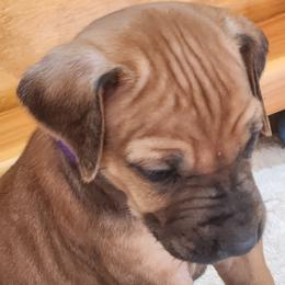 Girl 6 - female Rhodesian Ridgeback puppy in Chino Valley, Arizona from Courage Rhodesian Ridgebacks
