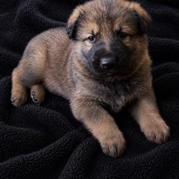 Lake - Sable male German Shepherd puppy in New Martinsville, West Virginia from Hunter K-9