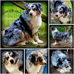 Calli - Miniature Australian Shepherd