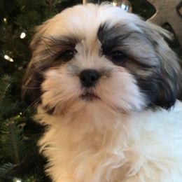 Dash - Gold and white Shih Tzu puppy in Manheim, Pennsylvania from Josh’s Pups