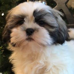 Dash - Gold and white Shih Tzu puppy in Manheim, Pennsylvania from Josh’s Pups