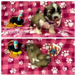 Gretchen - Brown female Lhasa Apso puppy in Cincinnati, Ohio from Shangri-La Lhasa Apsos