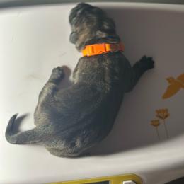 Miracle City Orange - Black brindle male Cane Corso puppy in Conroe, Texas from Miracle City