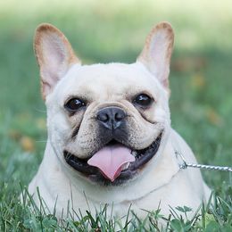 Twister - French Bulldog