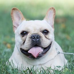 Twister - French Bulldog