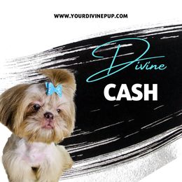 Cash  - Shih Tzu
