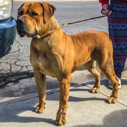 Rush - Boerboel