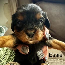 Essie - Black and tan female Cavalier King Charles Spaniel puppy in Wadsworth, Nevada from T/V Cavalier's