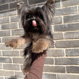 Cooper - Black and tan male Yorkshire Terrier puppy in Houston, Texas from York-Chi House
