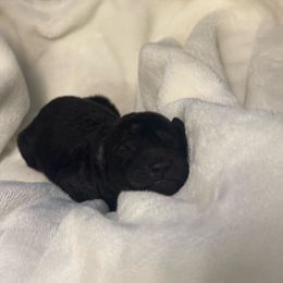 Rock - Black male Labradoodle puppy in Blythwood, South Carolina from Exotic and Designer Doodles