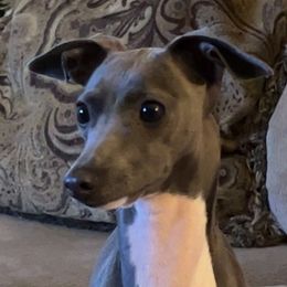 Italian Greyhounds from Lebeck Acres