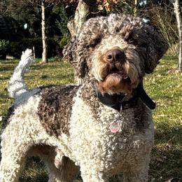 Mousse - Lagotto Romagnolo