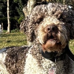 Mousse - Lagotto Romagnolo