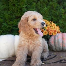 Kent - Apricot male Goldendoodle puppy in Shipshewana, Indiana from Home Raised Cockapoos