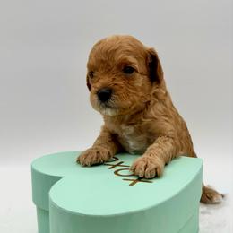 Peanut - Apricot male Cavapoo puppy in La Vernia, Texas from Texas Teddy Bears