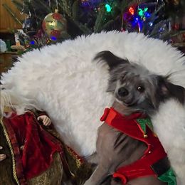 Bryan Long Star Angel - Black male Chinese Crested puppy in Amarillo, Texas from Victoria's Chinese Cresteds Long Star Angels