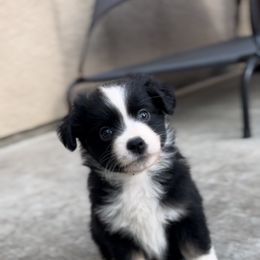 Yellow collar - Black Miniature Australian Shepherd puppy in Visalia, California from Furrever.Mini.Aussies.llc