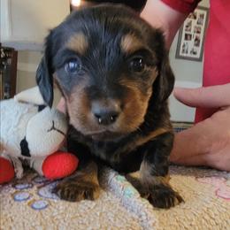 SADIE - Black and tan female Dachshund puppy in Fort Worth, Texas from Chadwick Farms Mini Dachshunds