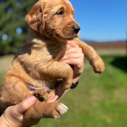 Chase - Dark golden male Golden Retriever puppy in Lebanon, Oregon from SnowPeakPaws
