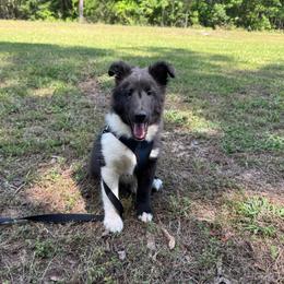 Bi Black Male 2 - Black and white male Shetland Sheepdog puppy in Shirley, Arkansas from Lucky Pups