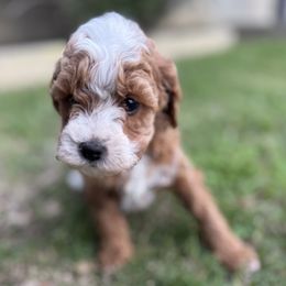 Rumi - Red female Cavapoo puppy in Orange, California from SoCal Cavapoos
