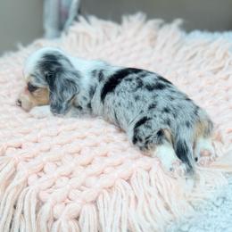 Tiny - Dapple female Dachshund puppy in Decatur, Mississippi from KP Dachshunds