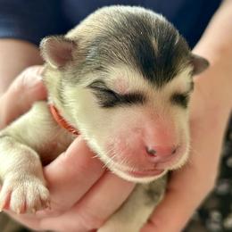 Girl 3 - female Alaskan Malamute puppy in Palmyra, Michigan from Illusion Kennel
