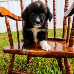 Bo Peep - Black & white female Australian Shepherd puppy in Alvin, Texas from Gulf Coast Aussies