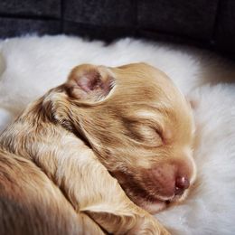 Australian Labradoodle Puppies from Australian Heritage Labradoodles