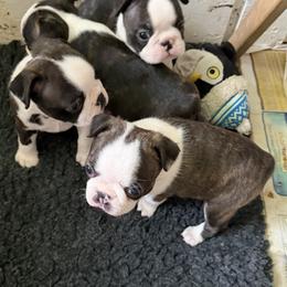 Boston Terrier Puppies from Lone Spur Boston’s