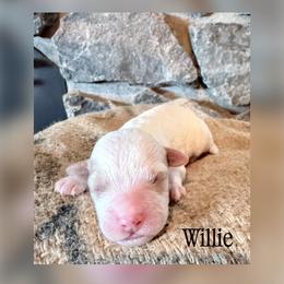 Willie - Parti male Goldendoodle puppy in Cherryville, North Carolina from Mercy Doodles