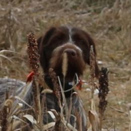 Storm - Wirehaired Pointing Griffon