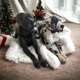Great Dane Puppies from Blue Mountain Great Danes LLC