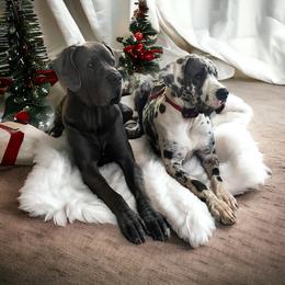 Great Dane Puppies from Blue Mountain Great Danes LLC