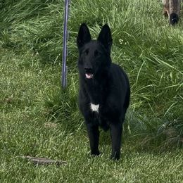 Eevee - German Shepherd