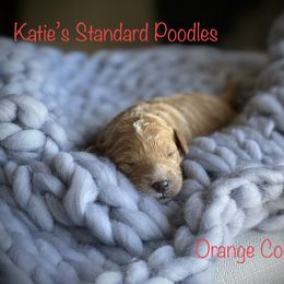 Poodle Puppies from Katie’s Standard Poodles
