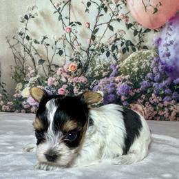 Lola 3000 - Parti female Yorkshire Terrier puppy in Nicholls, Georgia from Southeast Biewers