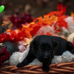 Freddy (Green Collar) - Black male German Shepherd puppy in Chattanooga, Tennessee from Lucianhaus