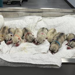 Male - Red and white male Siberian Husky puppy in Prosper, Texas from Sibifox Siberians