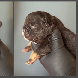 FLUFFY Cocoa and Tan - Tricolors male French Bulldog puppy in Harmony, North Carolina from Schuster Haus