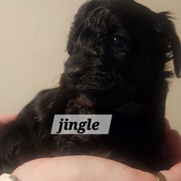 Aussiedoodle Puppies from My Classy Doodles